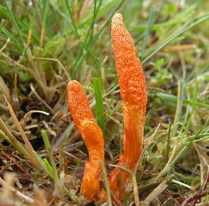 Cordyceps