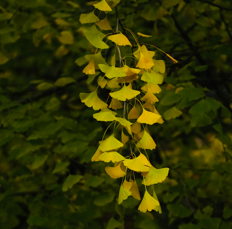 Ginkgo Biloba