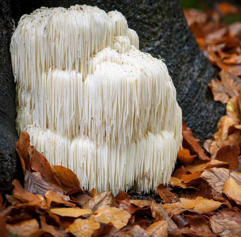 Lion’s Mane